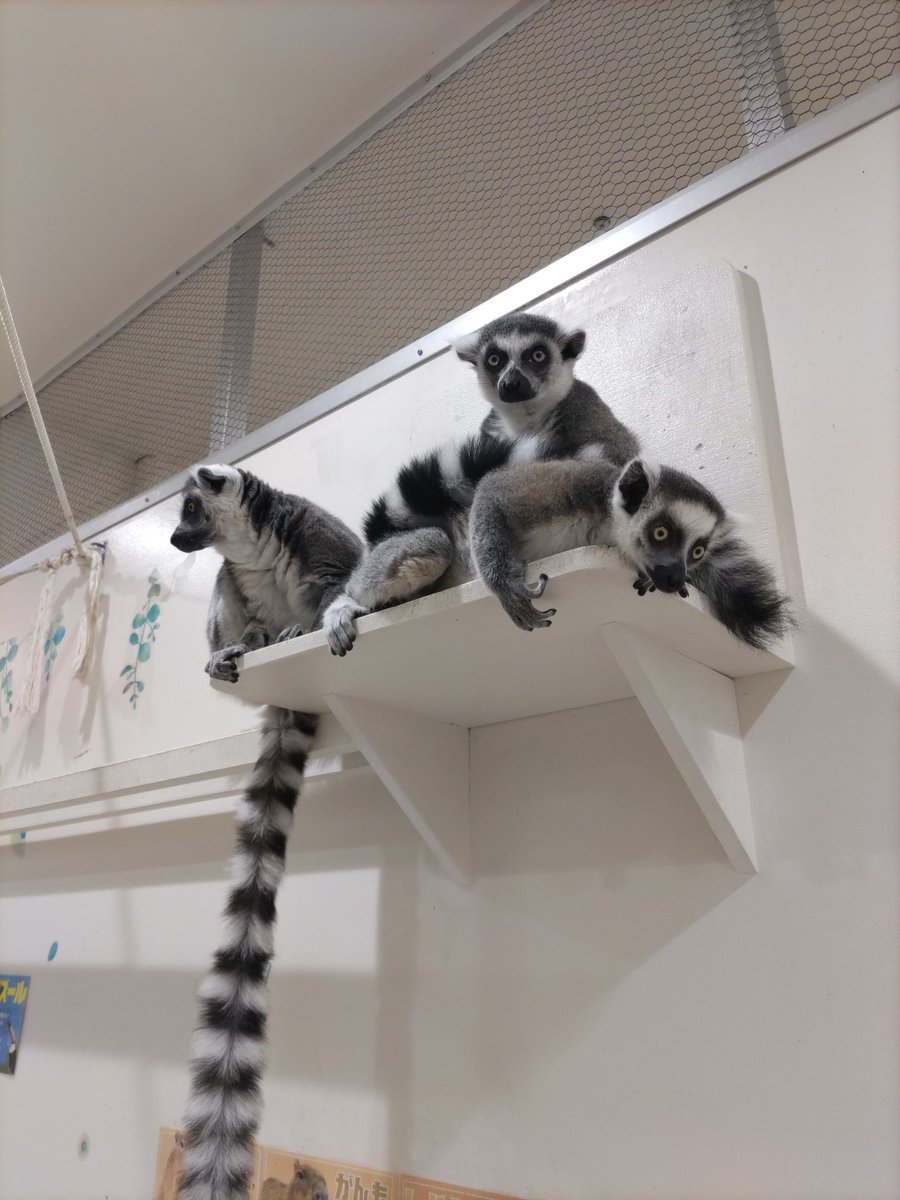 アイラブキツネザル✨ #今年も残りわずかなのに原猿類の写真TLに全然