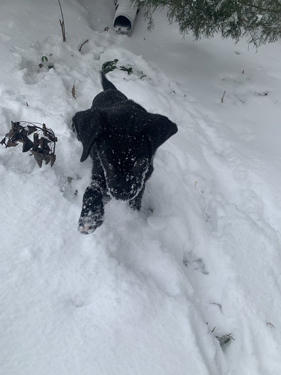 Connor Dickson tweet media