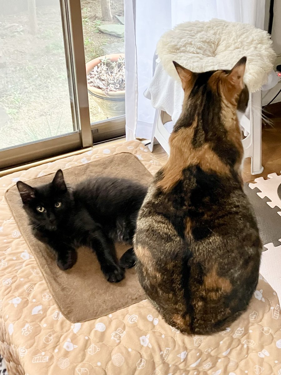 cat_uran's tweet photo. なかよし💓
#黒猫 #三毛猫 #保護猫 #ヨル　#ウラン https://t.co/TrVPsAArNQ
