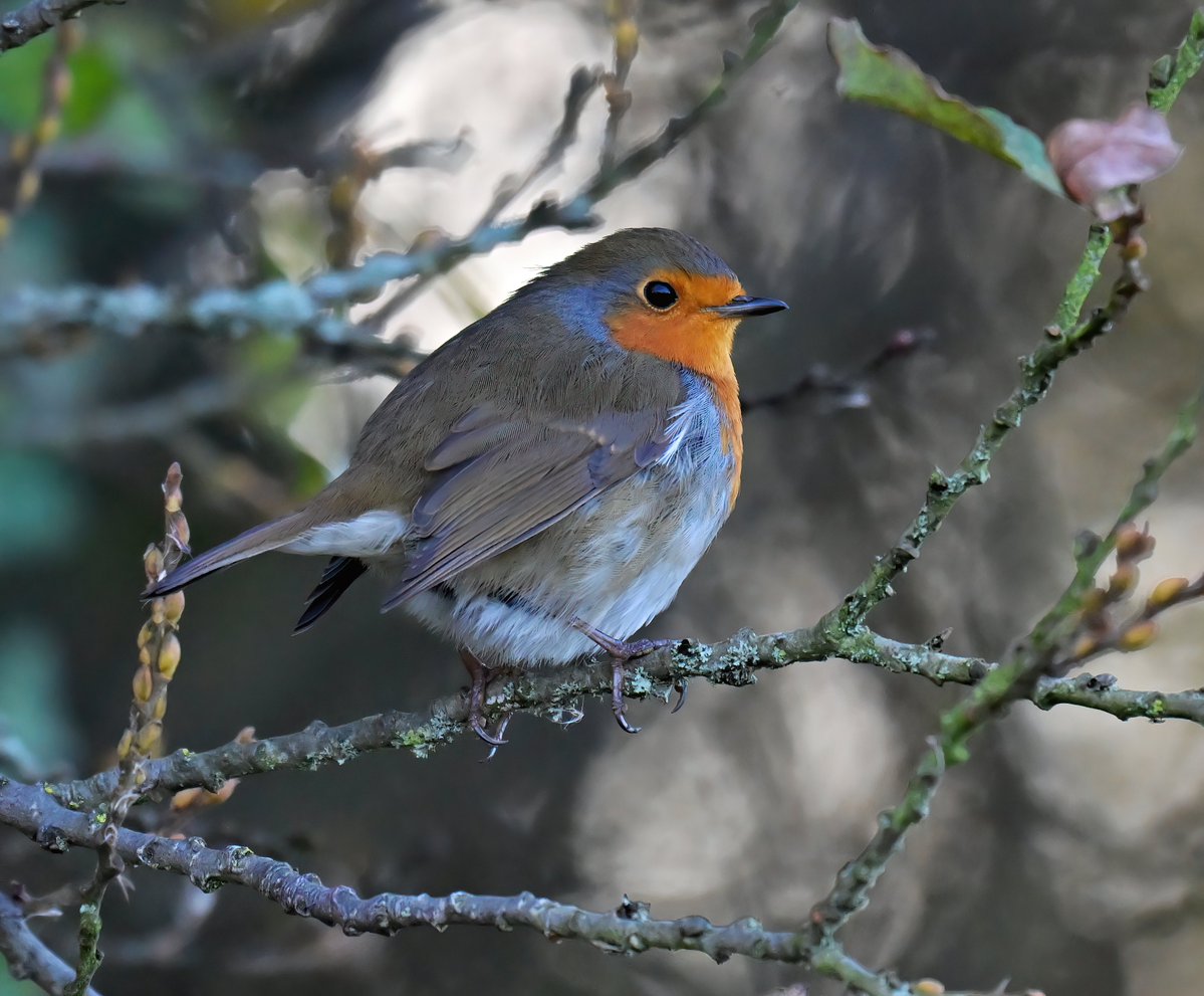 Carl Bovis tweet media