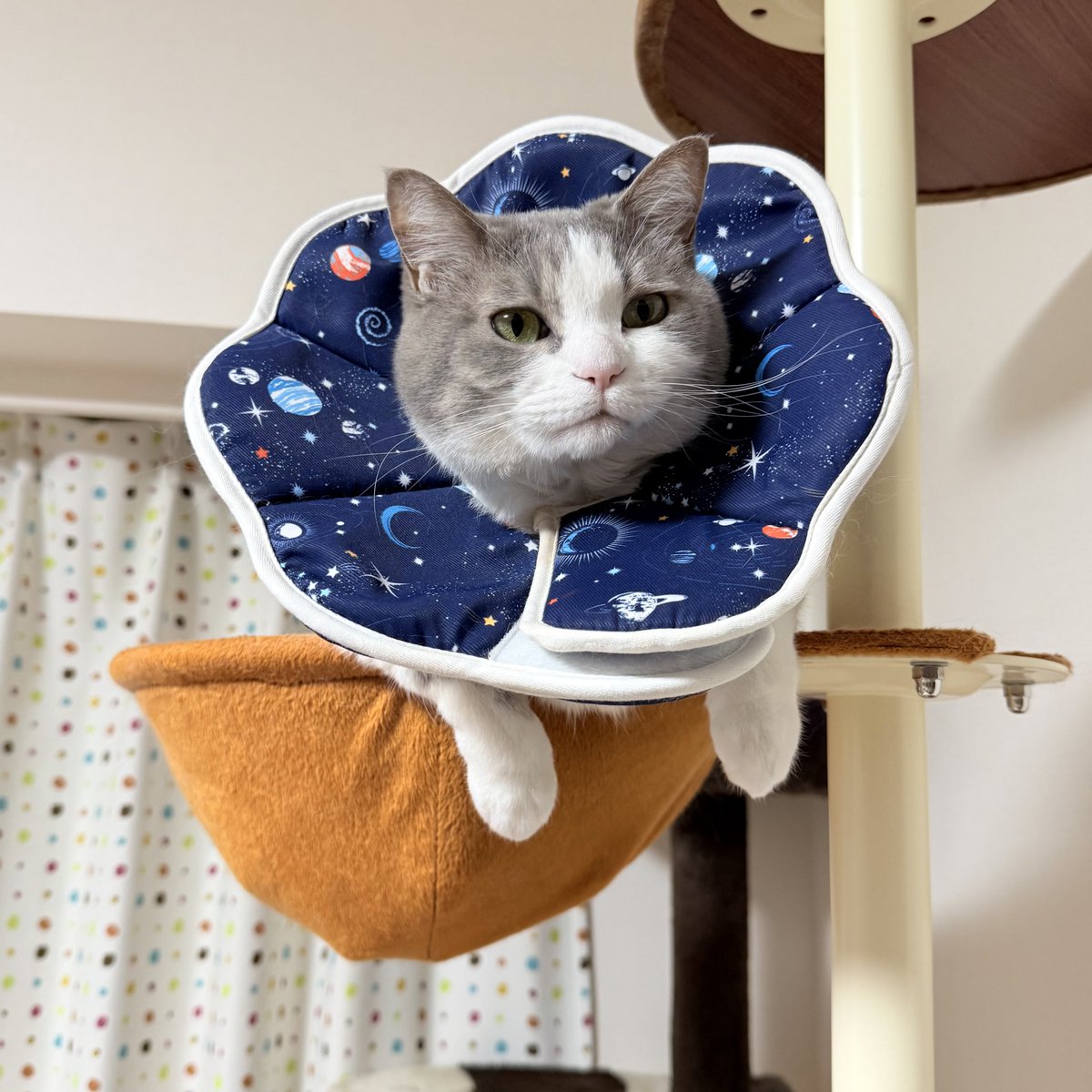 茶々丸 (@chachaten_22) / Posts / X