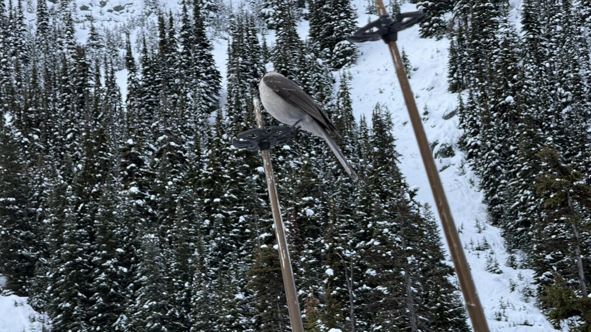 csbatokyo's tweet photo. ❄️ウィスラー・ブラックコムのリフト待ちの様子🎿
下は雨でも、山の上は最高のパウダー⛄️✨
12月の平日なのに、この人の多さにビックリ😳
本格的なシーズンが始まり、滑れる場所が限られているため人気エリアに人が集中しています。全面オープンになれば行列も減るはず🙌

#Whistler #Blackcomb #スキー #カナダ #パウダーシーズン