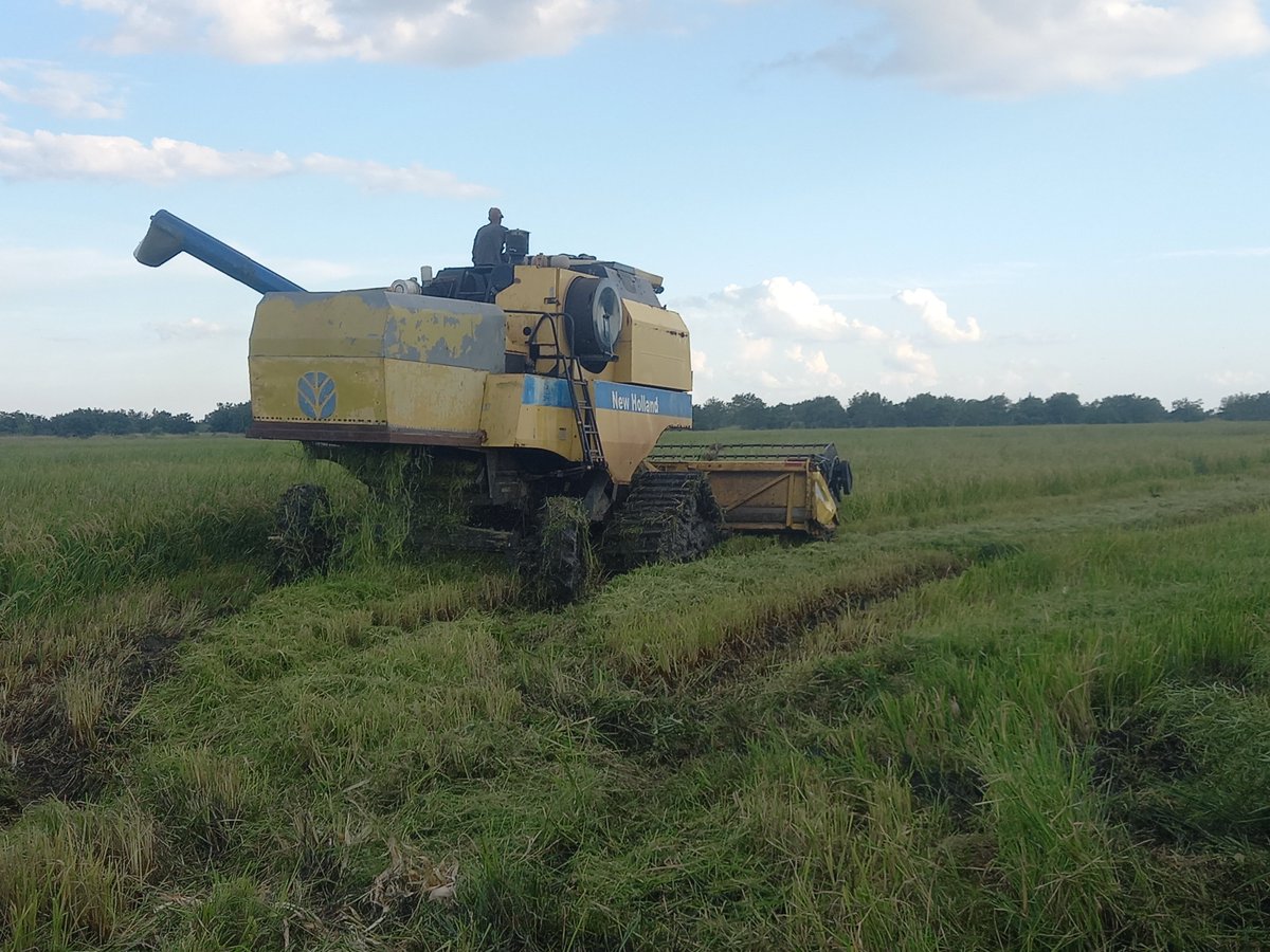En La Perla, Manatí,  se cosecha arroz. En este lugar existen magníficas condiciones para seguir desarrollando el  cultivo de este preciado grano. #LasTunas #PorLasTunasLaVictoria #SíSePuede #PorUn26EnEl26