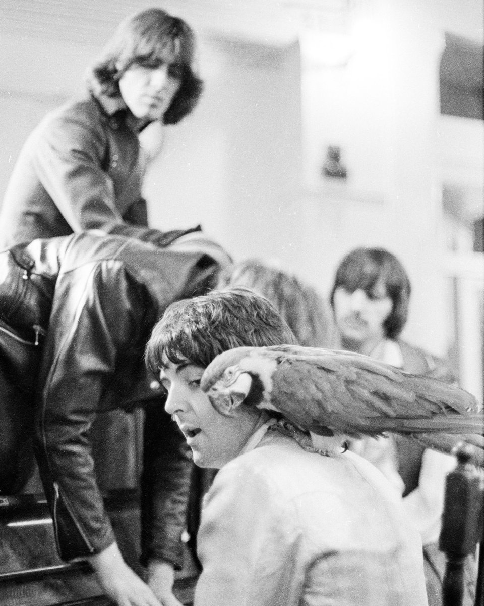 thebeatles's tweet image. The parrot you need is on your shoulder

Photos © Apple Corps Ltd