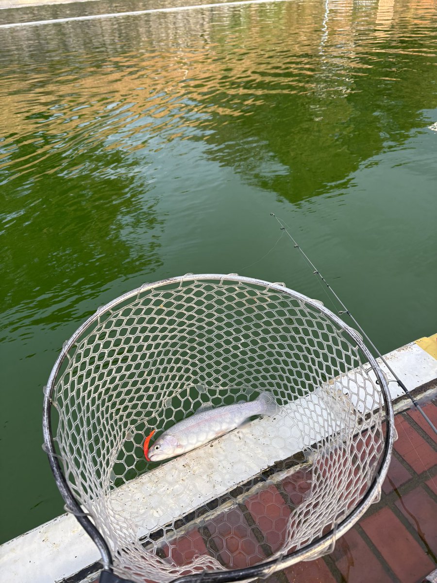 troutworthy's tweet photo. 今日は所沢で仕事なので、仕事前にちょっくら多摩湖駅前フィッシングエリアに
反応はあるけど層と当たりカラーを見つけられず、１時間で２匹と惨敗…
係の人曰くスプーンの方が釣れるみたい…先に教えてくれよな！笑

#エリアトラウト
#釣り好きの人と繋がりたい https://t.co/iA1H1iWDhI