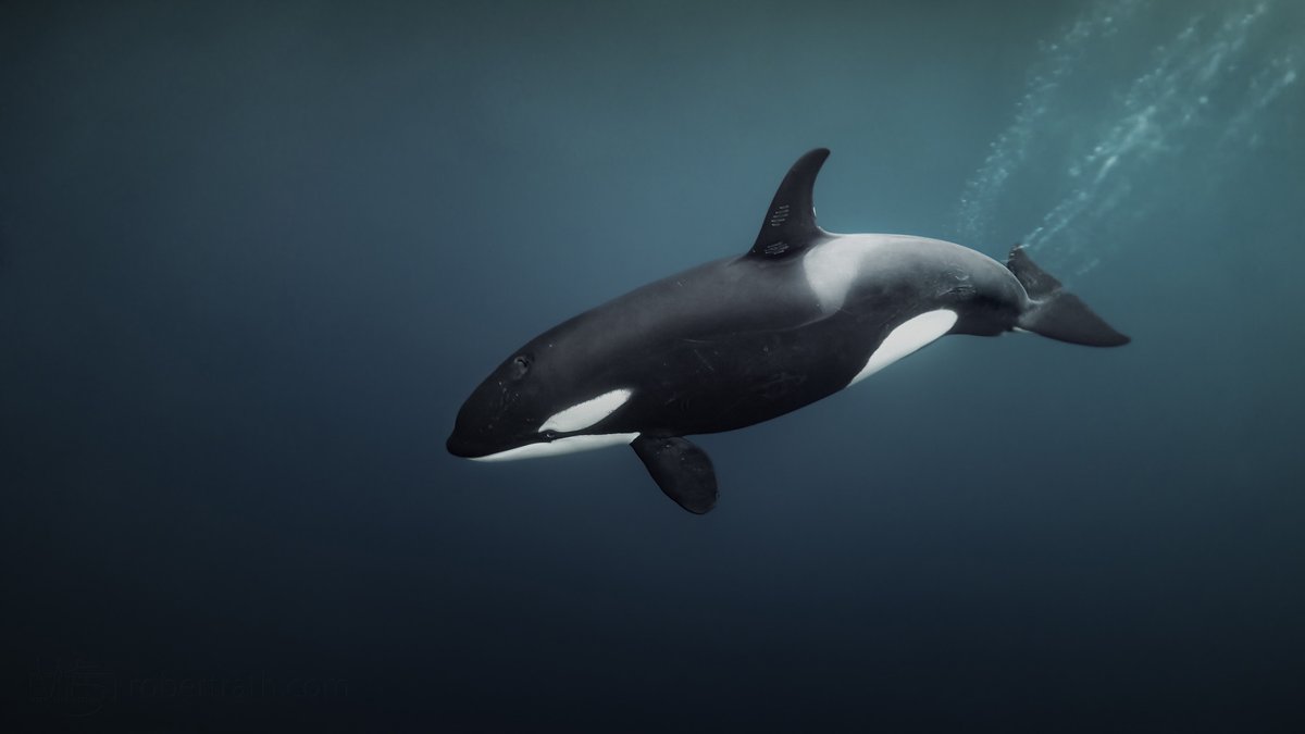 orca