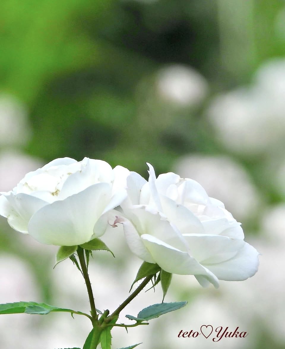 Nature Plants_hana_ Community on X - 300 Members