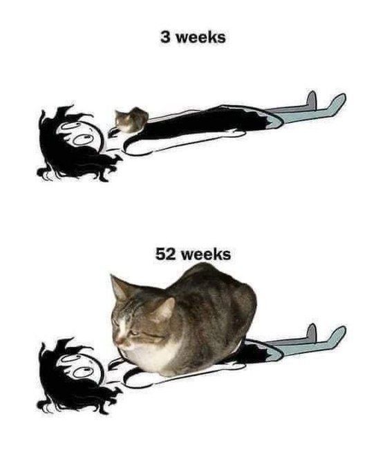 Tweets Of Cats (@tweetsofcats) on Twitter photo 