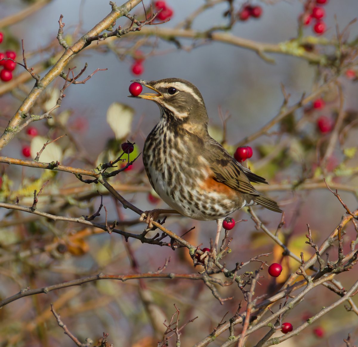 Redwing today. Elmley, Kent.