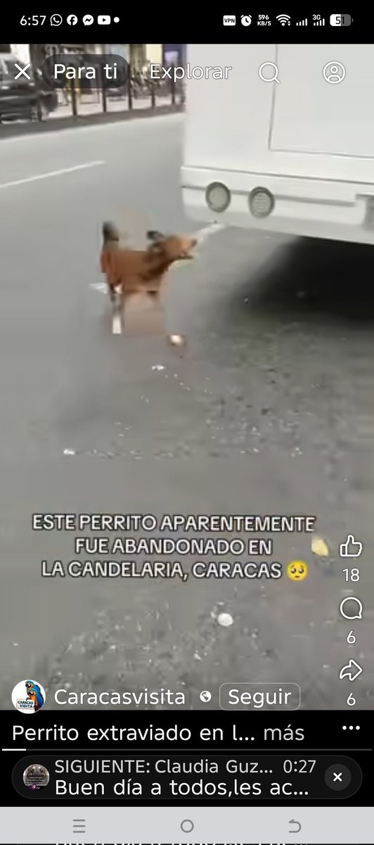 Reporta <a href="/neo999/">Neo</a>: Reportan a este perrito aparentemente Extraviado en la Candelaria, está muy nervioso de un lado para otro, no hay número de contacto