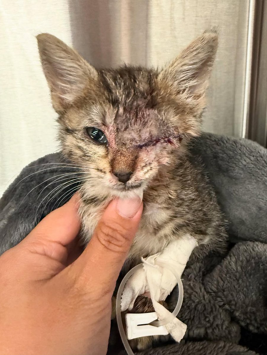 Mommy's Rescue Cat Shelter tweet media