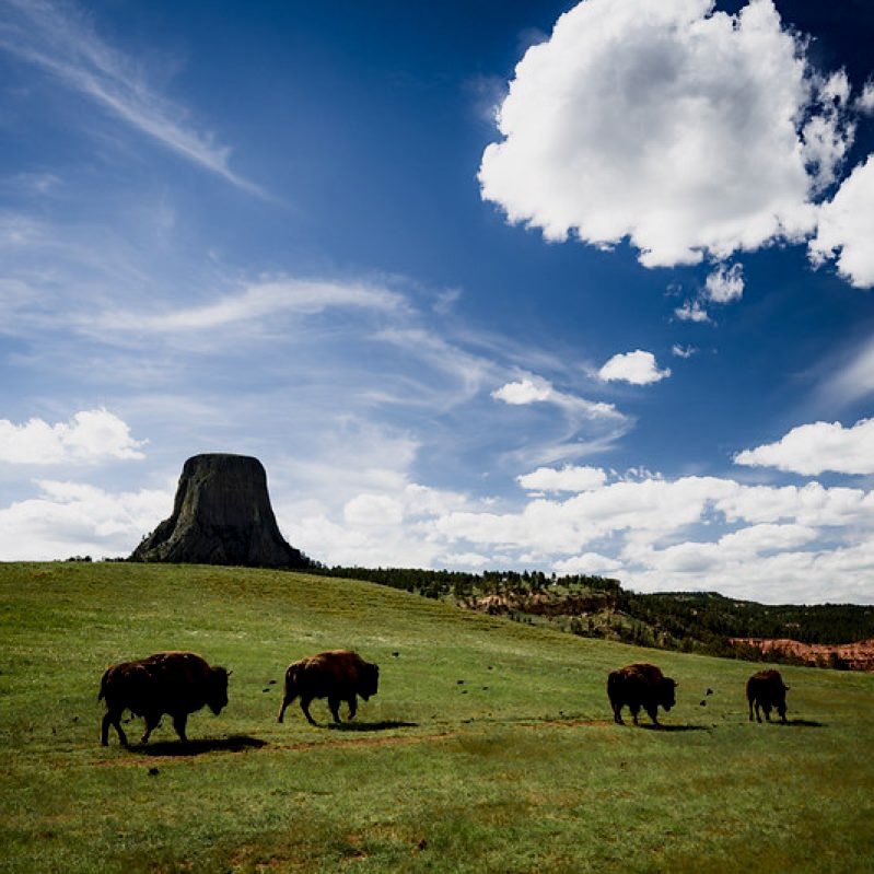 “All things share the same breath, the beast, the tree, the man—the air shares its spirit with all the life it supports.” 

~ Chief Seattle (1786-1866)
