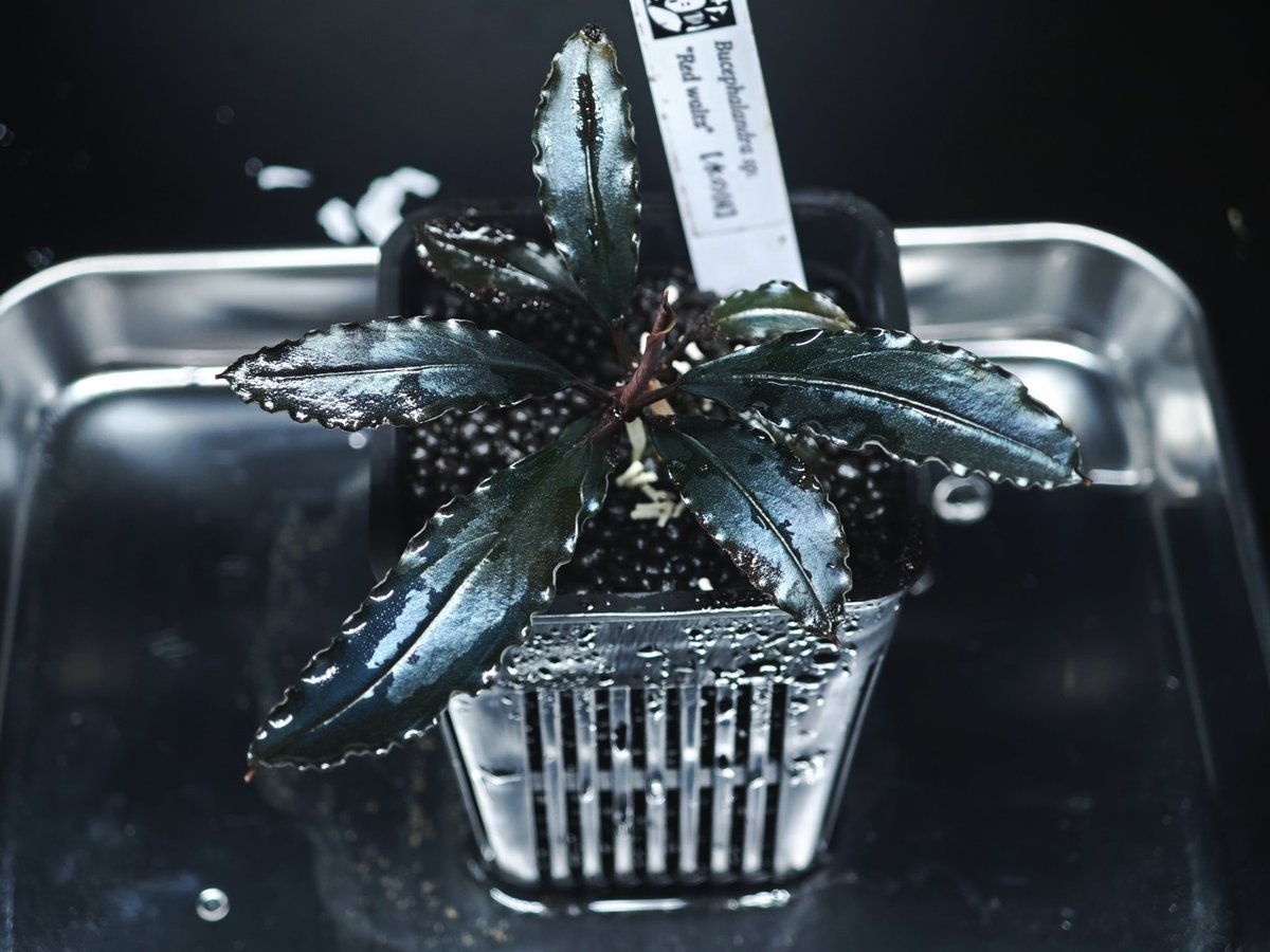 untaebi's tweet image. おはようございます
順調に育ってるワルツ🌿
あと超絶カッコいいタグ笑笑
ウチのテプラだと解像度低くてここまでキレイに作れません泣