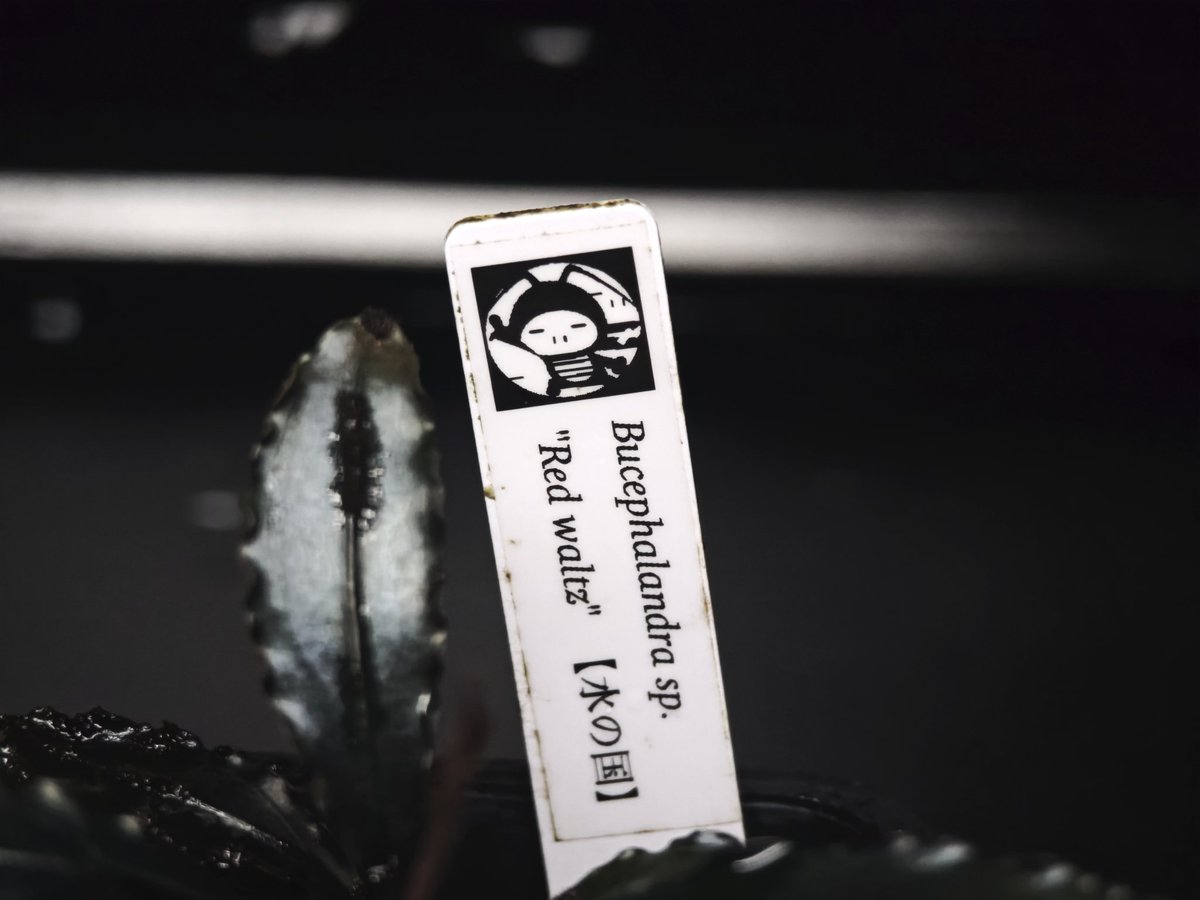 untaebi's tweet image. おはようございます
順調に育ってるワルツ🌿
あと超絶カッコいいタグ笑笑
ウチのテプラだと解像度低くてここまでキレイに作れません泣