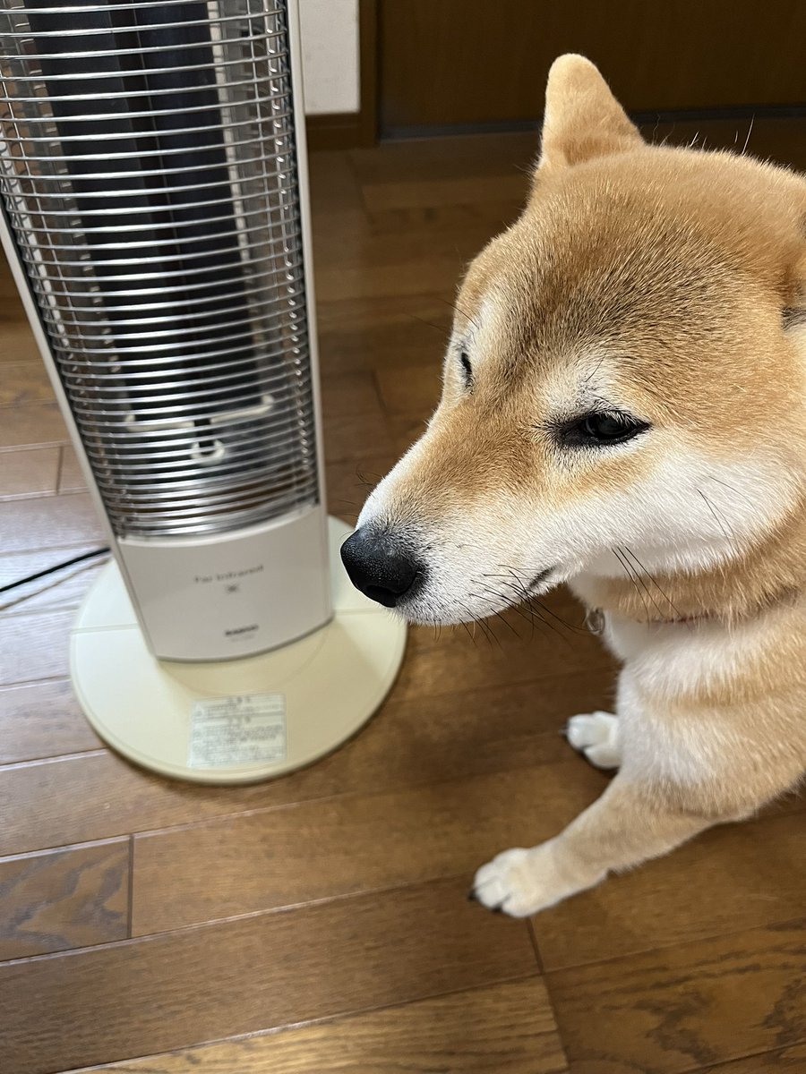 柴犬こめ1歳 (@shibainukome) / Posts / X