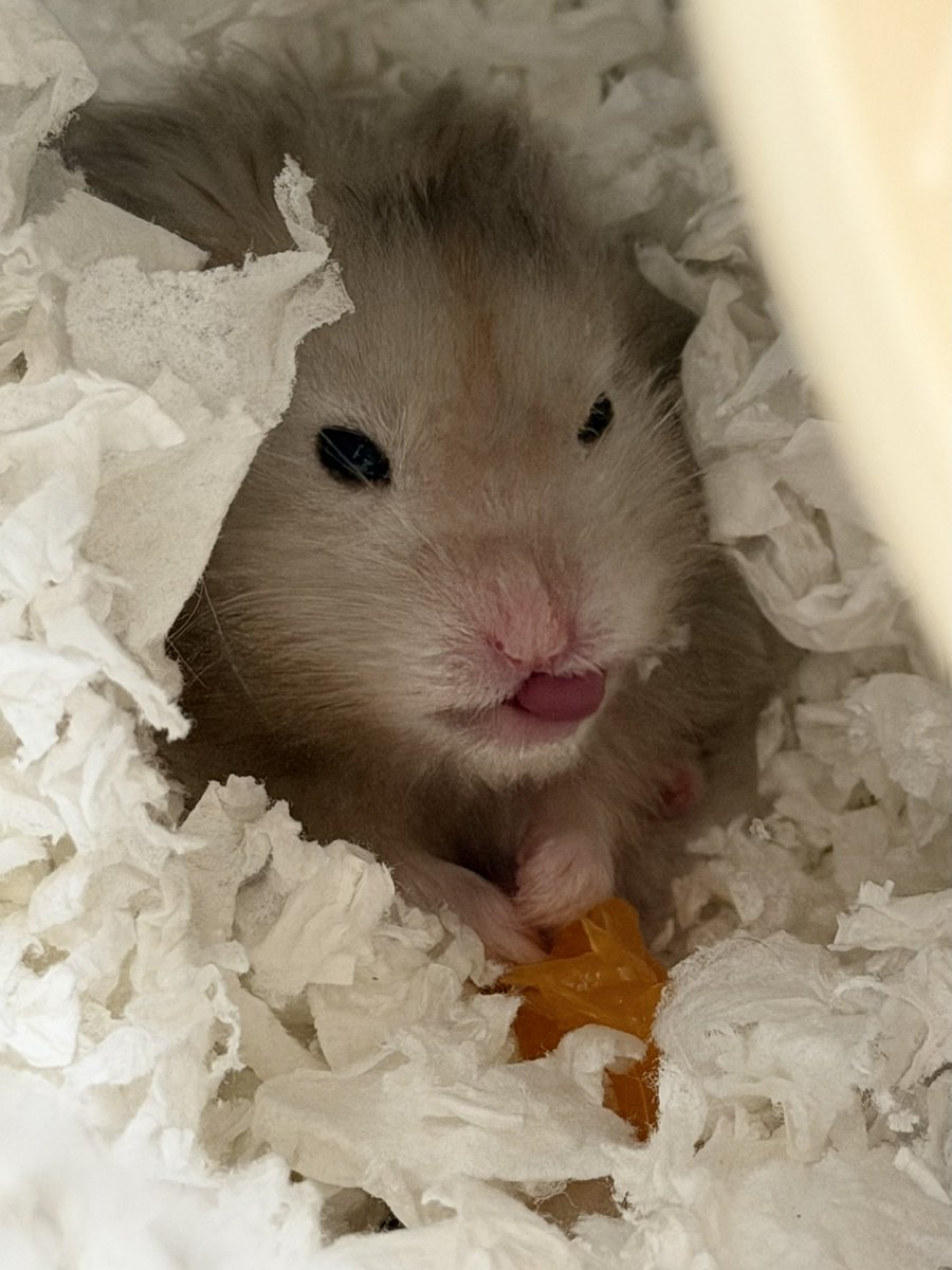 みかん気に入ったらしい( ᐢᢦᐢ )🍊