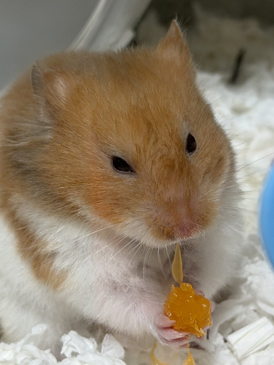 みかん(panther.6413509)様♡ありがとうございます♡ みかん気に入ったらしい( ᐢᢦᐢ )🍊