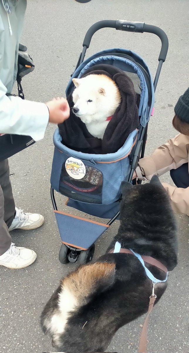 ナナちゃんにも会えたワン