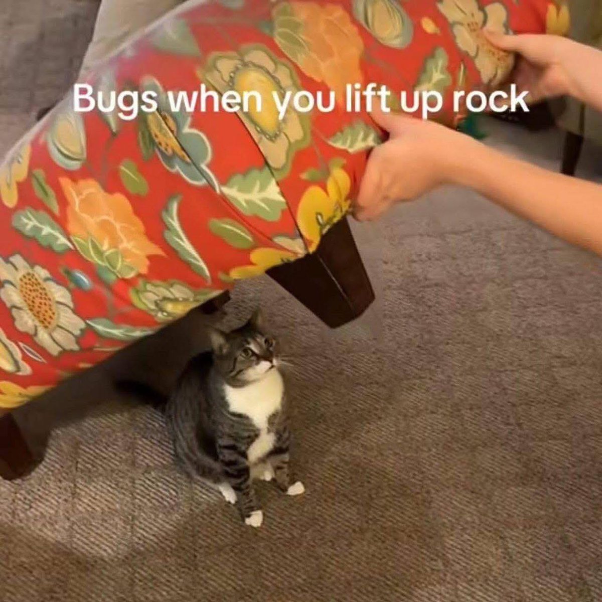 cats who share one braincell (@catbraincell) on Twitter photo 