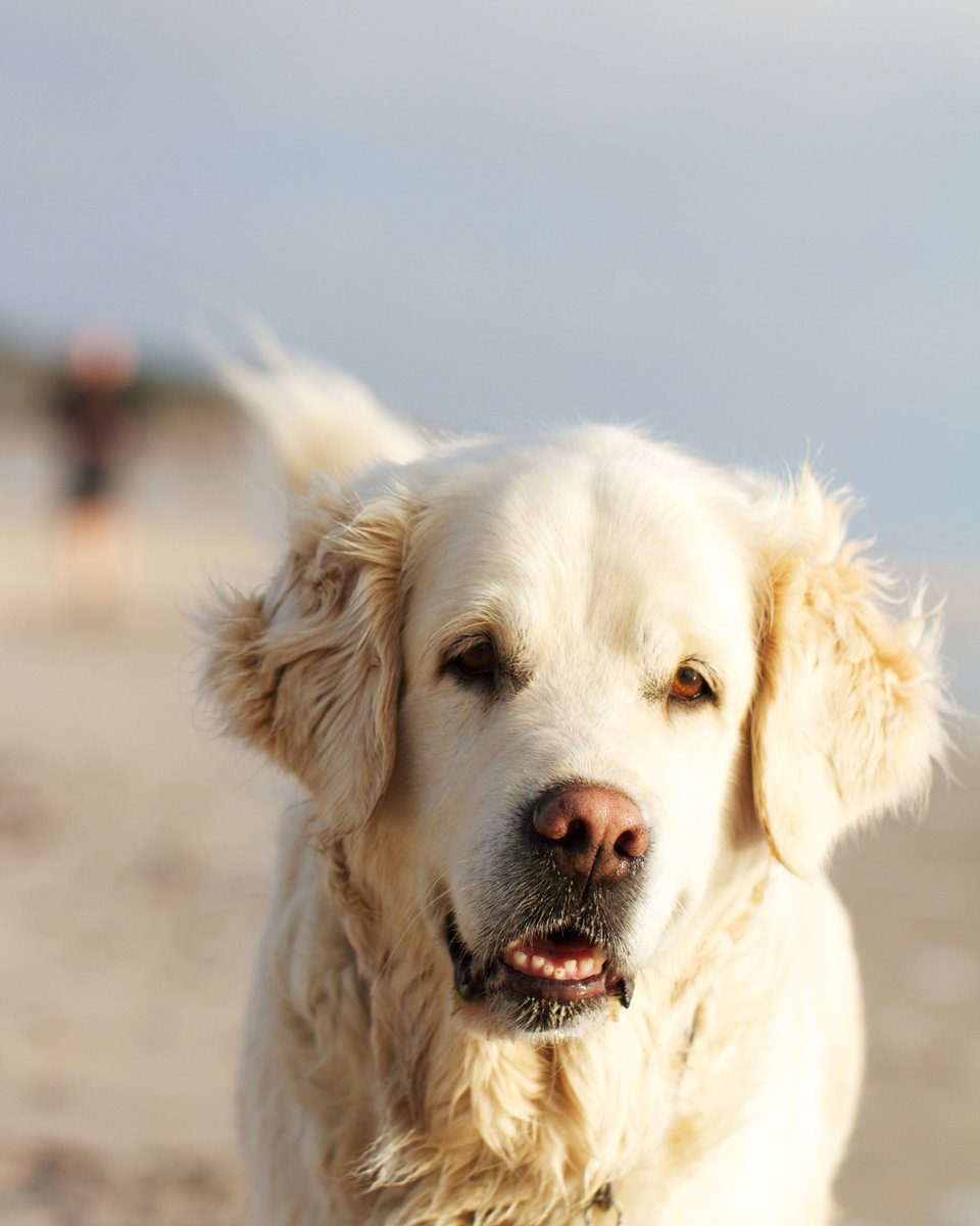 thesopawsome's tweet photo. My Lab's mission: to spread joy and retrieve happiness wherever they go. ๐พ #LabradorMission #RetrieveJoy #LabradorLove #HappyPets #LabLife https://t.co/93kyyCnTz3