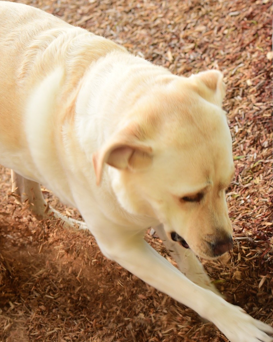 thesopawsome's tweet photo. My Lab's mission: to spread joy and retrieve happiness wherever they go. ๐พ #LabradorMission #RetrieveJoy #LabradorLove #HappyPets #LabLife https://t.co/93kyyCnTz3