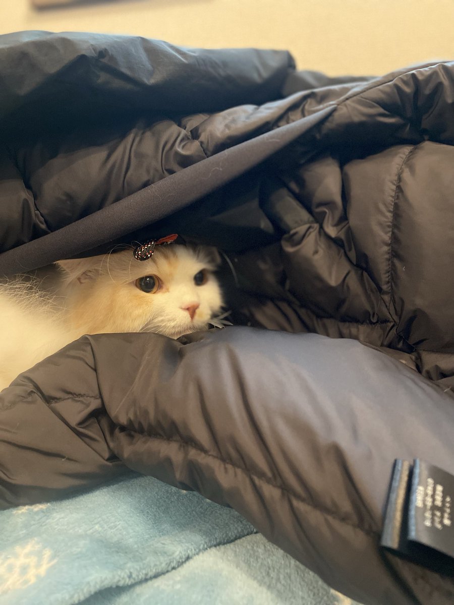 猫も寒いのです