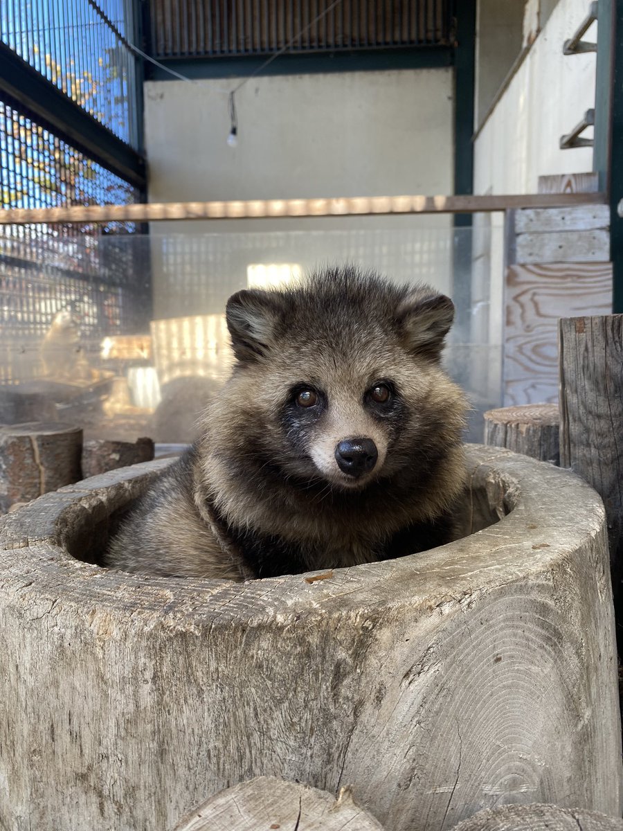 鬼天竺鼠【カピバラ】🐍 (@fireworksgelato) / Posts / X