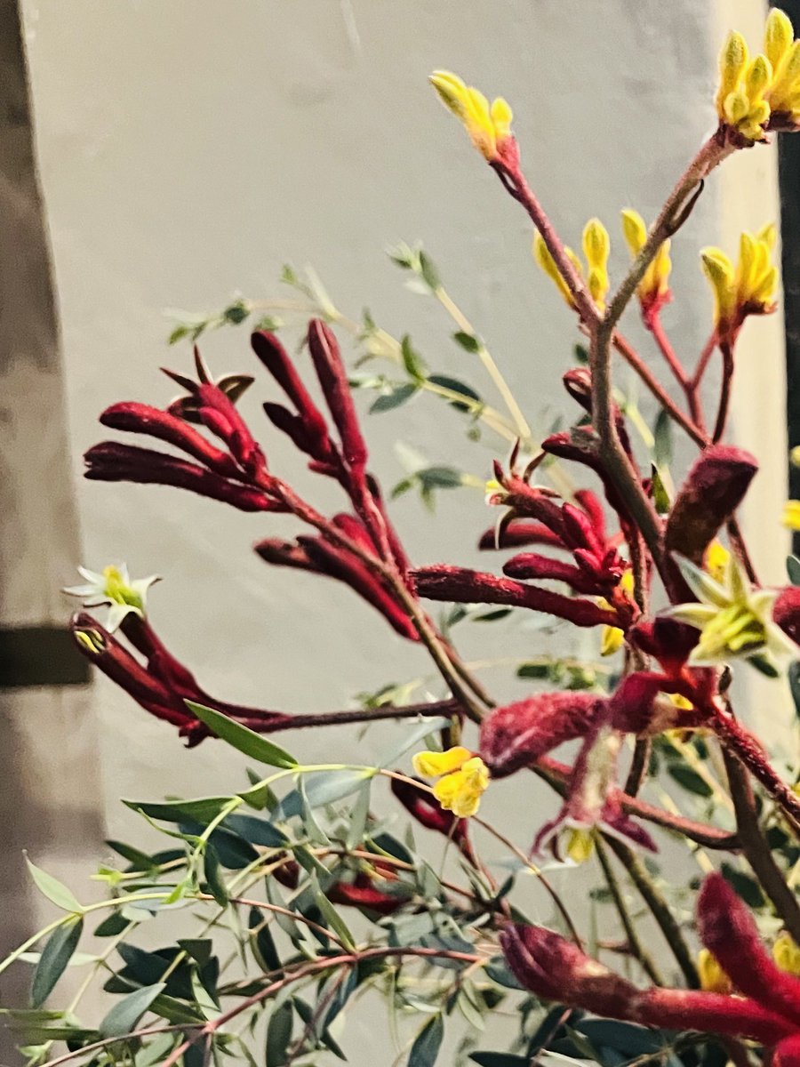 Llegó a nuestra librería/cafetería/taller/imprenta un ramo de esta hermosa flor llamada «Pata de canguro». Son muy hermosas y, efectivamente, parecen las patitas de un canguro. 

🐾🦘