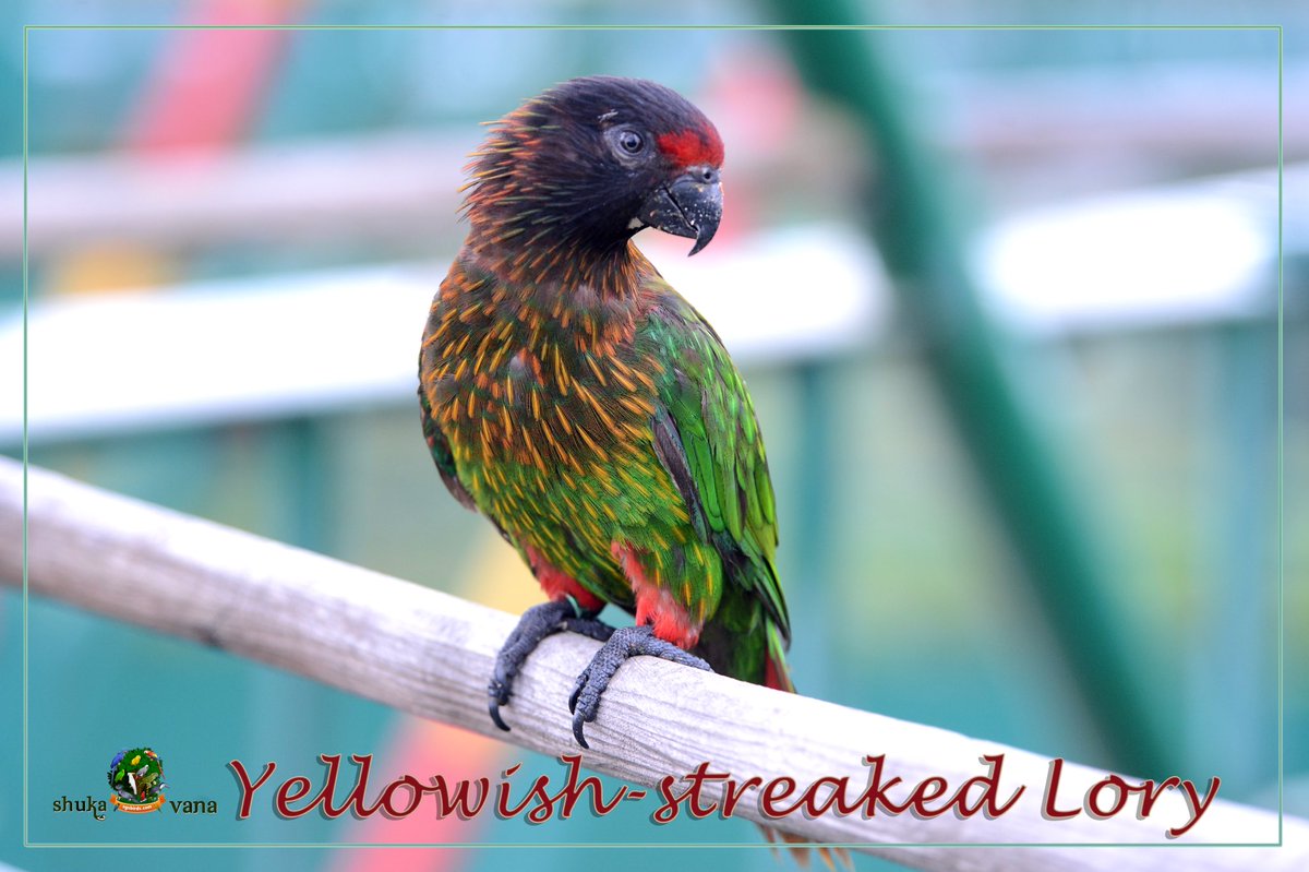 SGSBirds's tweet photo. https://t.co/6rFDJJnF0z