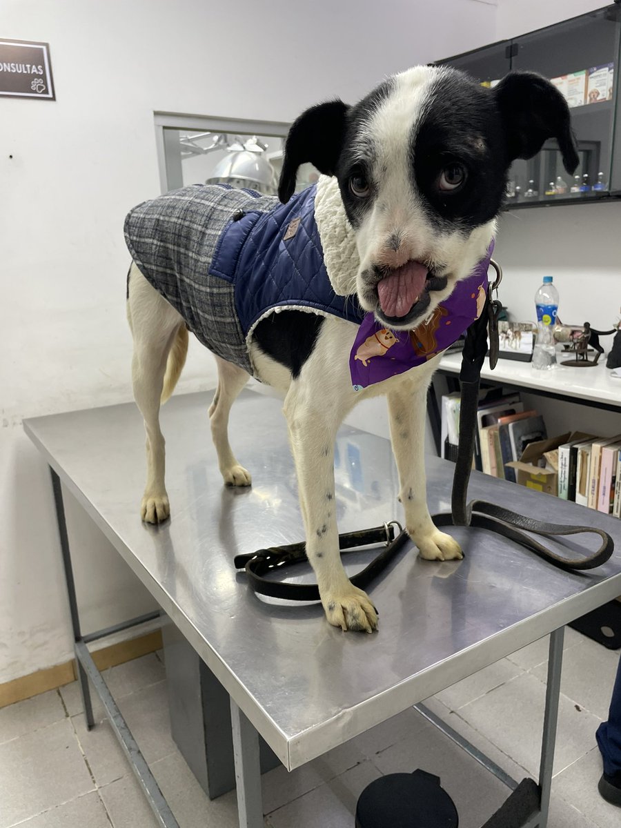 HELA_MORE's tweet image. Le pusimos a Esperancita su vacuna de bordetella.❤️

Lo guapa que es.😍
Recuerden que está en adopción.
#AdoptaUnPerrito #AdoptaCdmx