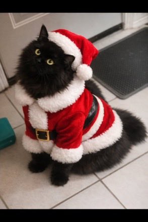 Angus_The_Bold's tweet image. Hi friends! I’m getting in to the Christmas spirit now and it’s fun. Oh and Santa is definitely a kitty cat. He expects treats wherever he goes and I know I sure do too! 😹🎅🎄
Hope you are all having a great season, we love you! 🐈‍⬛❤️