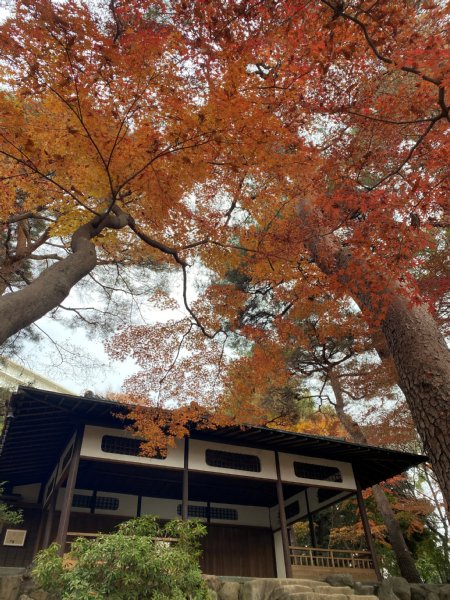 殿ヶ谷戸庭園 (@TonogayatoTeien) / Posts / X