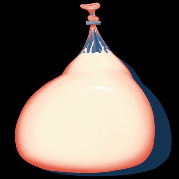 Your New Pet tweet media