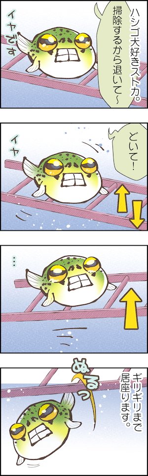 ミドリフグ４コマ漫画167【ギリギリハシゴ。】
縦に置いても横に置いても斜めに置いても、くぐって良し、乗ってよし、壁との間に挟まれて良しと愛されるハシゴ。
特にストカが大好きで、撤去しようとしてもどかない、強い。

#ミドリフグ #漫画が読めるハッシュタグ