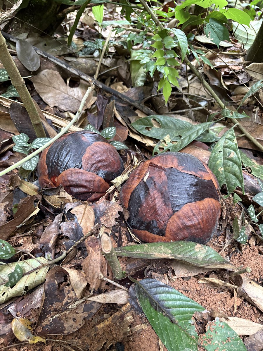 🍿 popcorn tweet media