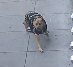 henrykleeKTVU's tweet photo. Have you seen this dog named Charlotte Rose? She ran off near Post &amp; Leavenworth after her 65yo owner was attacked and critically wounded, per @SFPD @SFPDCentral, adding assailant kicked the microchipped dog https://t.co/zPu7yXlBwr