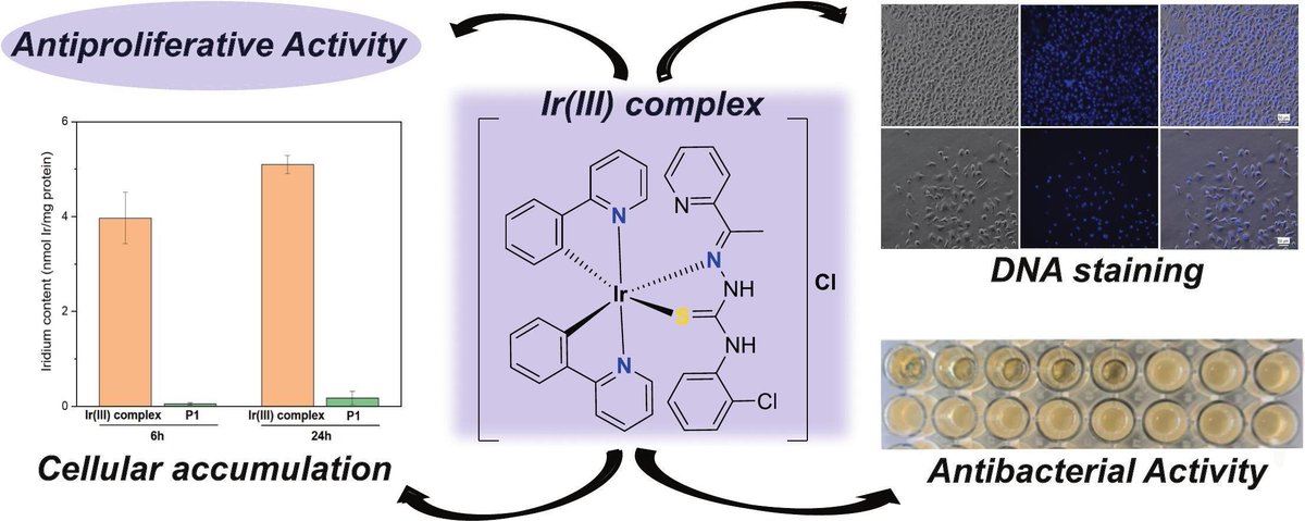 paesbv's tweet photo. Happy to see our paper on a cyclometalated iridium(III) complex with potent antiproliferative and antibacterial activities published in the Journal of Inorganic Biochemistry (JIB). Congrats all team!

https://t.co/MbiFoAd86B https://t.co/OwqnkZho6t