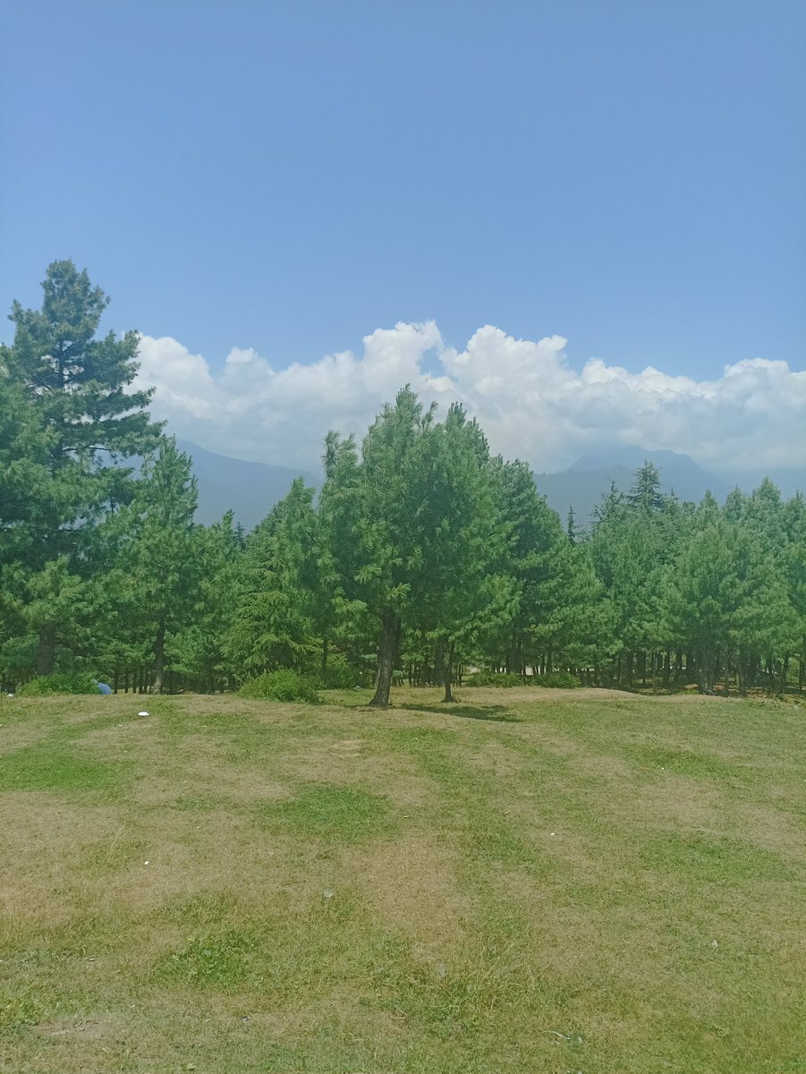 Protect your peace follow your purpose and trust your pace 🌲

Good Morning 💐