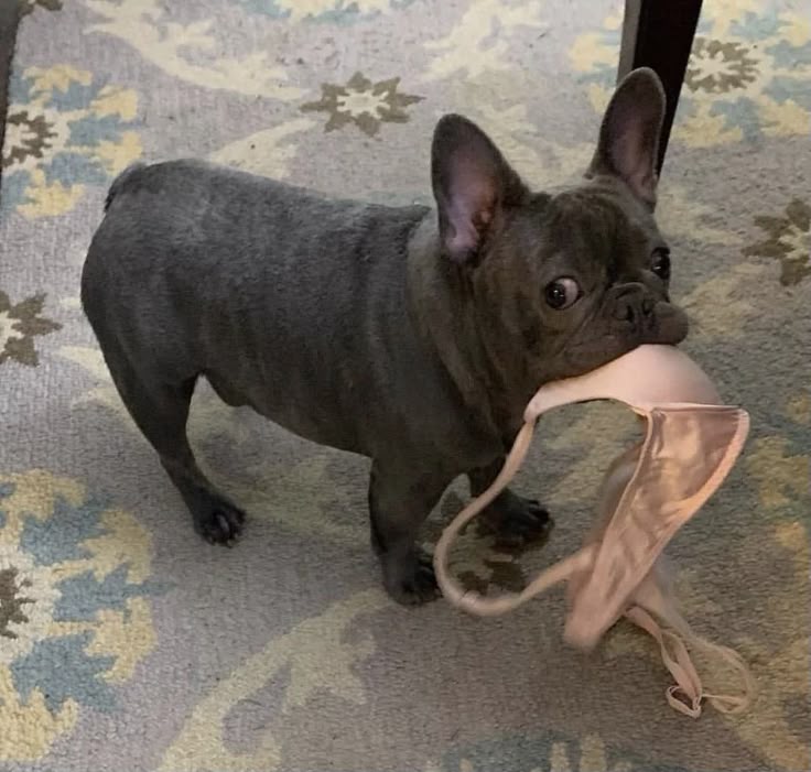AdoptFrenchie's tweet photo. French Bulldog puppy proudly presenting his latest treasure: "Mom's secret weapon... now mine!" 😏
#FrenchBulldog
#PuppyLove
#DogsofX
#FrenchieCommunity https://t.co/KP82pyAP6g
