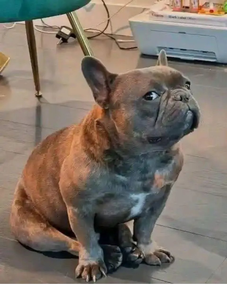 AdoptFrenchie's tweet photo. I'm looking for a pretty name for her that starts with M
#FrenchBulldog
#PuppyLove
#DogsofX
#FrenchieCommunity https://t.co/FZTrLVOP03