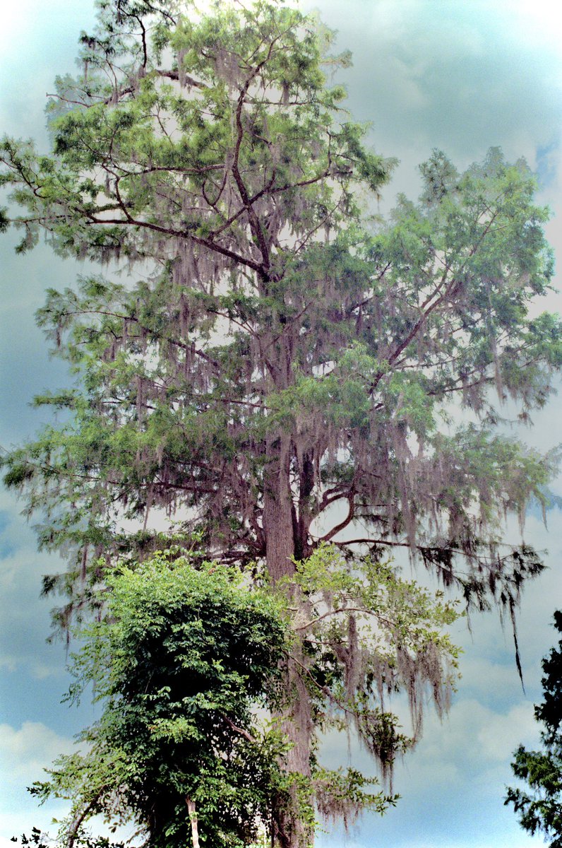 Jridds8's tweet image. Some recent scans