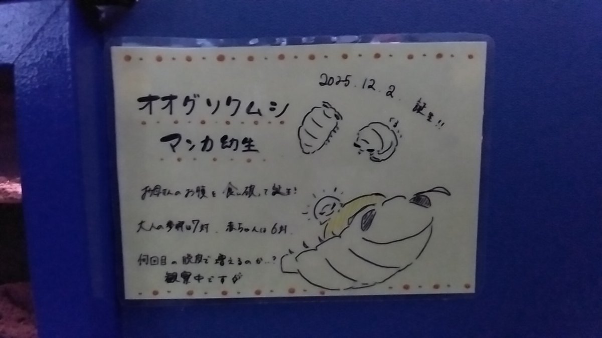 ぐっそも〜にん(*^^*)ｷｮｳﾊｺｺ
そして本日のお目当て(/// ^///)
 #幼魚水族館  #オオグソクムシ  #マンカ幼生