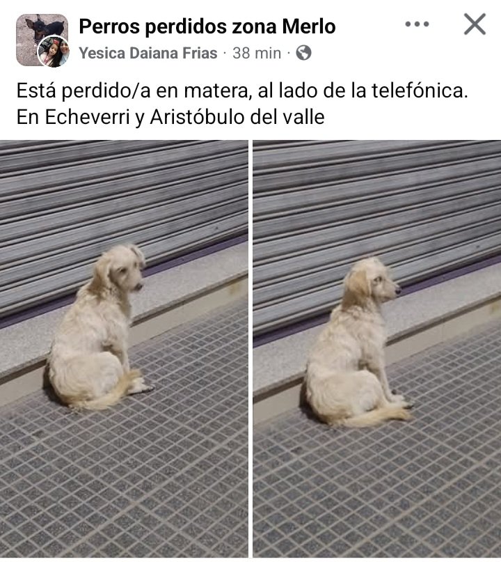 Perros de Merlo (@perrosdemerlo) on Twitter photo 