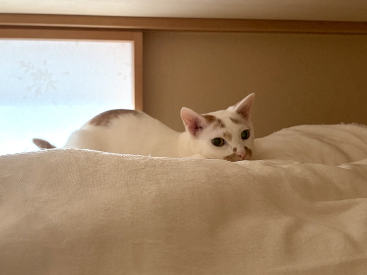 朝一に顔洗ってると病院に連れて行かれるのでは？と警戒して高いところに逃げるように。マジで病院のときは布を引っ張って落ちそうになったところをキャッチするから無駄なんだけどな！