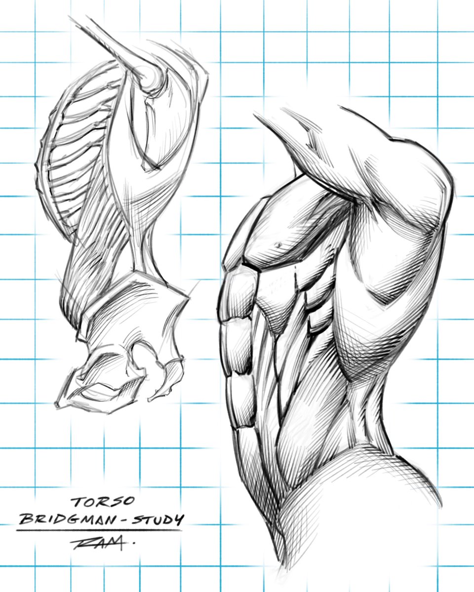 Another Bridgman study! #drawing #anatomy #bridgman