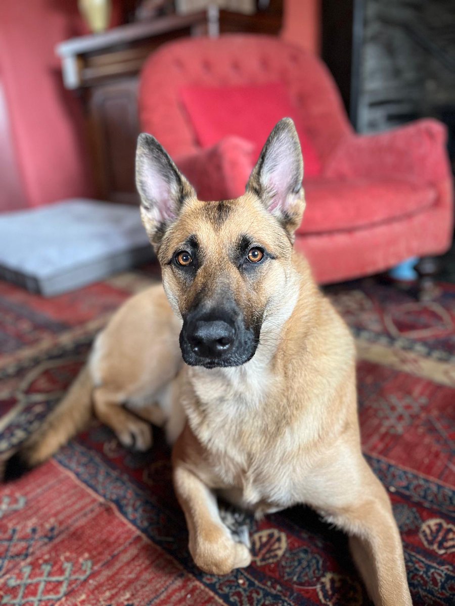 amziepan's tweet photo. #GermanShepherd owners, does anyone have any suggestions for puzzle/brain games for their dogs? Want to treat my girl to something this Christmas but she's too smart and was a codebreaker in a previous life. https://t.co/4MrAXFm8XV
