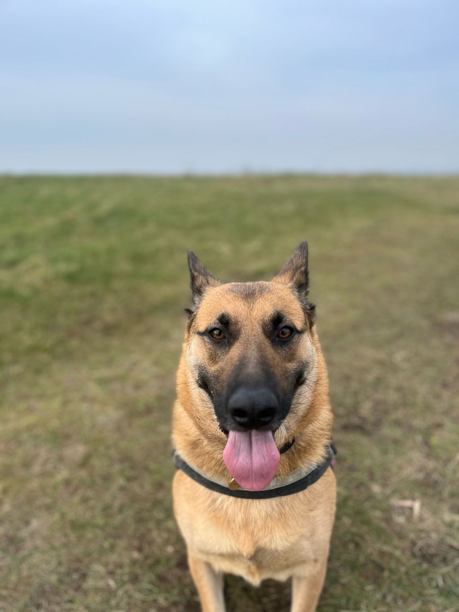 amziepan's tweet photo. #GermanShepherd owners, does anyone have any suggestions for puzzle/brain games for their dogs? Want to treat my girl to something this Christmas but she's too smart and was a codebreaker in a previous life. https://t.co/4MrAXFm8XV