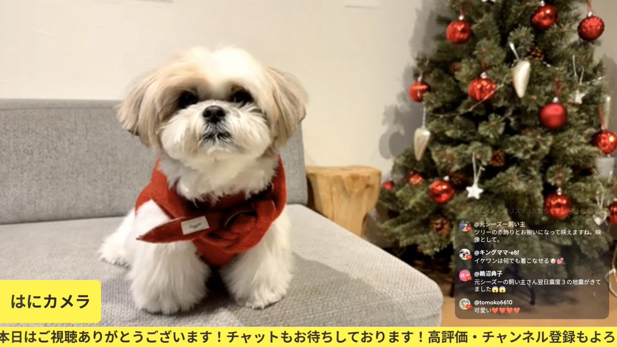 シーズーはに丸🐶💕 (@hanimaru0515) / Posts / X