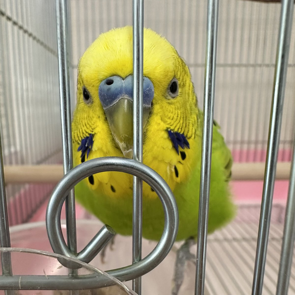 BBH <a href="/Bridge_f_birds/">NPO法人 Bridge for the birds</a> 施設ではフード類が不足しています。約50羽のご飯はあっっという間に消費されていきます。
食器も足りず…。

写真はメインルームのピーちゃん。
お喋り大好きです。

※ご質問、ご支援は下記リンクより お心寄せいただけると幸いです。

bbhsapporo.wixsite.com/bridge-for-bird