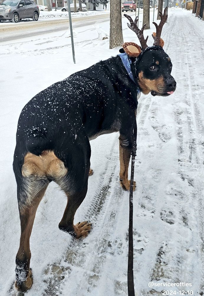 servicerotties's tweet image. "For the last time, I do NOT have reindeer butt!" 
Kuno   Dec 10 2024 

Yeah, buddy, you kind of did. And I loved every wiggle.

#Rottweiler #GoodBoy #ChristmasWithKuno